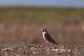 Female American kestrel bird, Falco sparverius Royalty Free Stock Photo